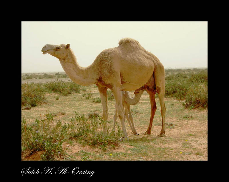 تصوير